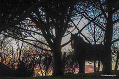 Pony at dusk