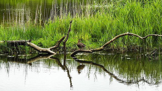 20190613 5157CPw [R~GB] Stockente [w], Schilf (Phragmites australis), Wales