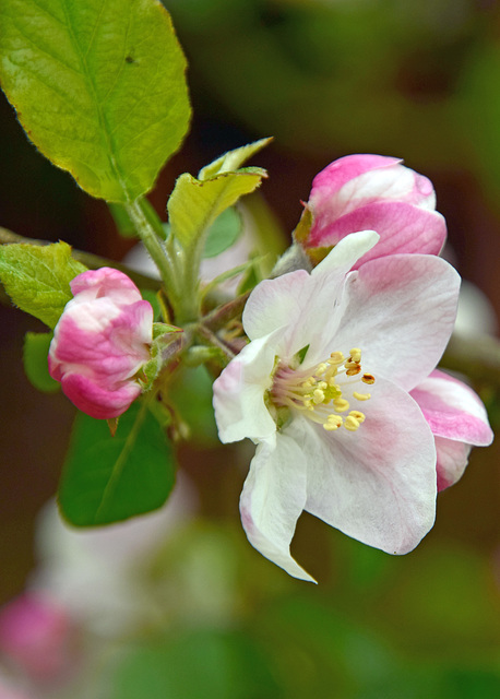 DSC 5733 apple