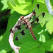 Twelve-spotted Skimmer (Libellula pulchella), female