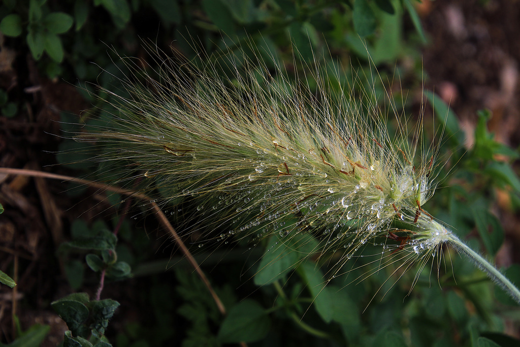 Douce pluie qui embellit la nature .