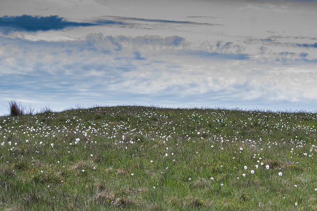 Bog Cotton