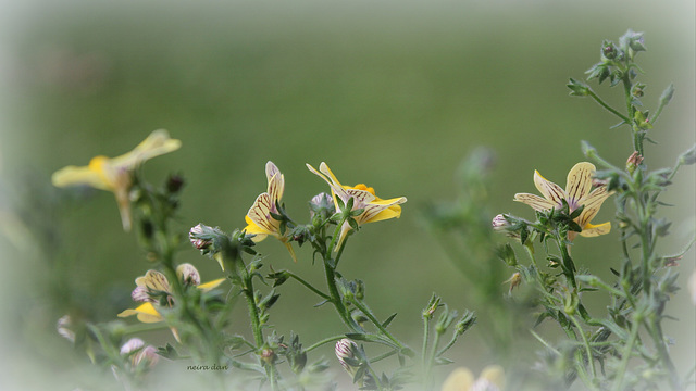 Nemesia jaune