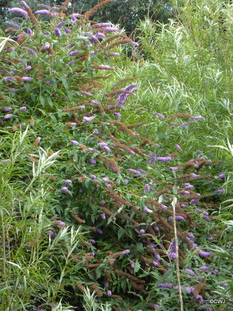 I had no idea that Buddleia would grow into a tree if left unpruned!