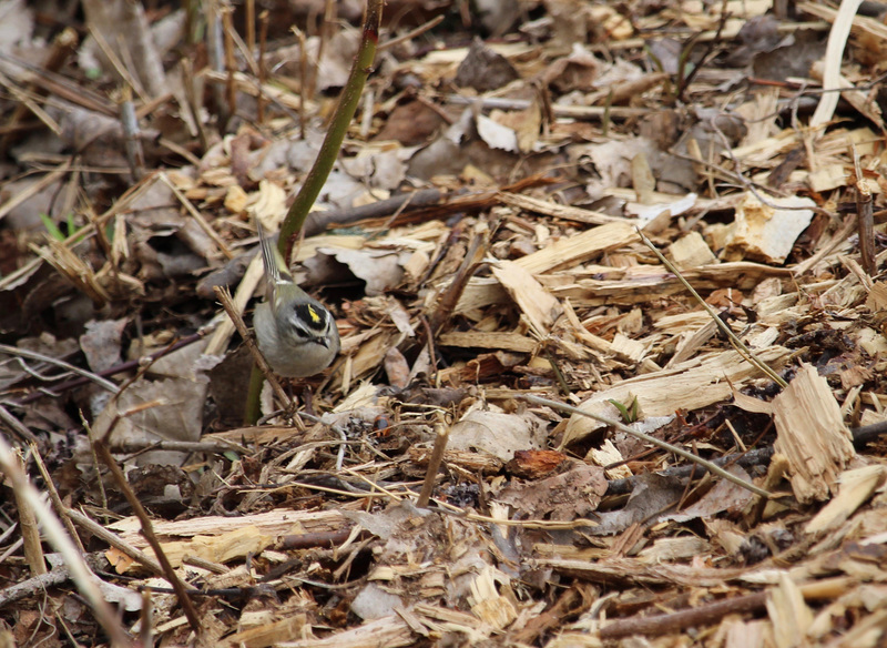 Golden-crowned Kinglet Front View