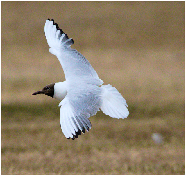 EF7A0008 Blackheaded Gull