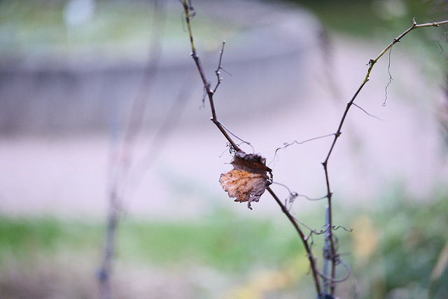 Autum leaves...