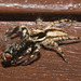 IMG 2812 Jumping Spider-2-1