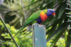 Rainbow Lorikeet