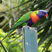 Rainbow Lorikeet