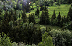 Une envolée de bois vert