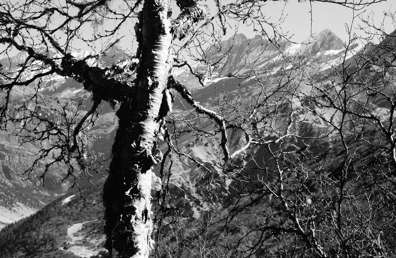 Birch's ruling the unit of plants here