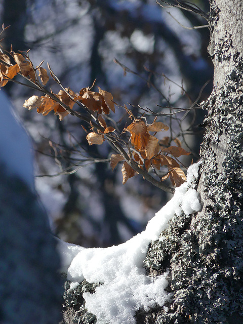 20180113 Raquettes Vercors Moucherotte (48) al