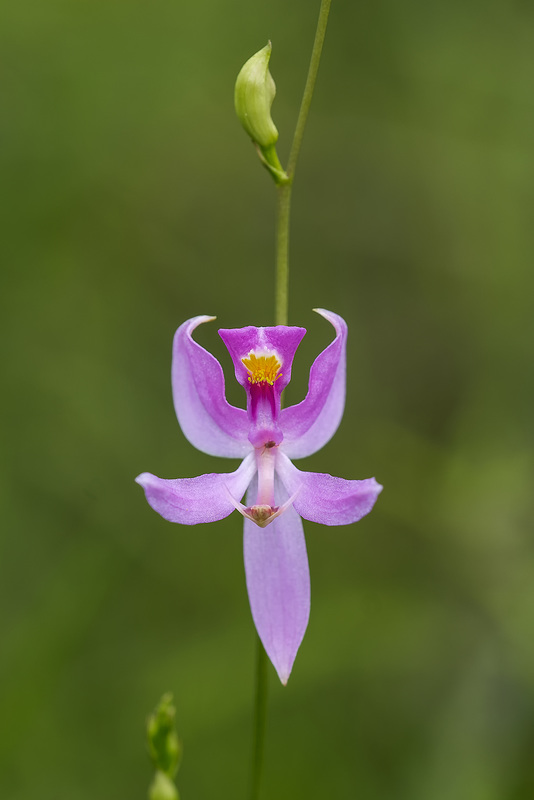 Calopogon pallidus (Pale Grass-pink orchid)