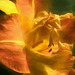 daylily