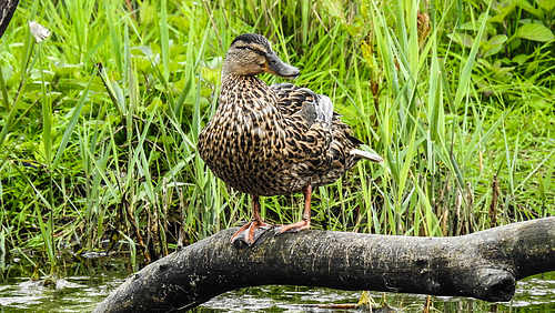 20190613 5158CPw [R~GB] Stockente [w], Schilf (Phragmites australis), Wales