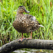 20190613 5158CPw [R~GB] Stockente [w], Schilf (Phragmites australis), Wales