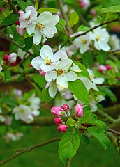 Apple Blossom