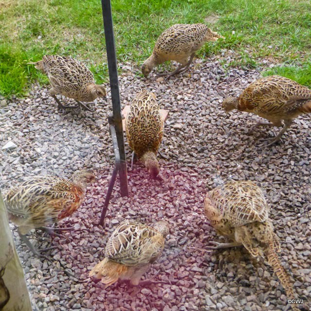 Anyone would think we were breeding pheasants!