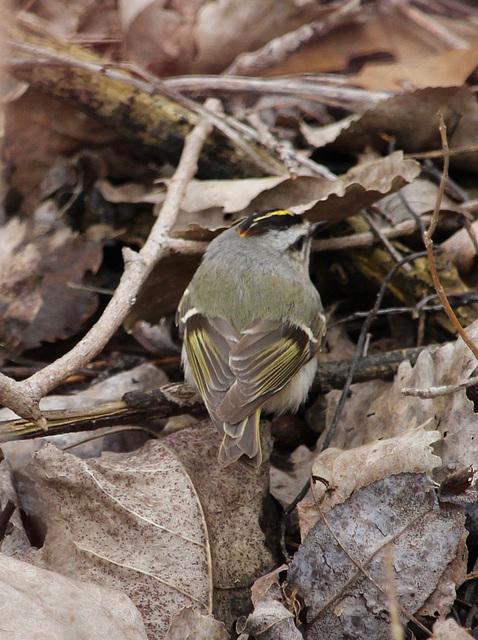 Golden-crowned Kinglet Back View