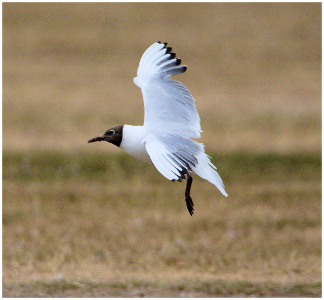 EF7A0009 Black headed Gull