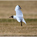 EF7A0009 Black headed Gull