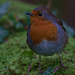 Robin