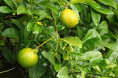 118/365 2025 Citrus tree