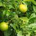 118/365 2025 Citrus tree