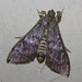 IMG 2811 Moth-1