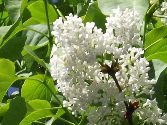 Lovely scented white lilac