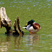 parc des oiseaux - Villars les Dombes