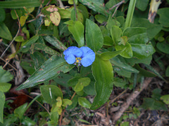 DSCN5305 - erva-de-santa-luzia Commelina erecta, Commelinaceae