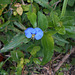 DSCN5305 - erva-de-santa-luzia Commelina erecta, Commelinaceae