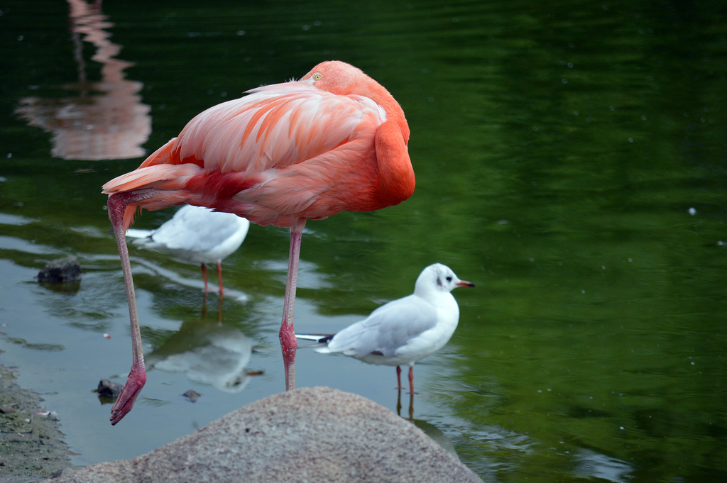 Der Rosarote Flamingo als Künstler