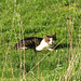 A house cat in a nature reserve