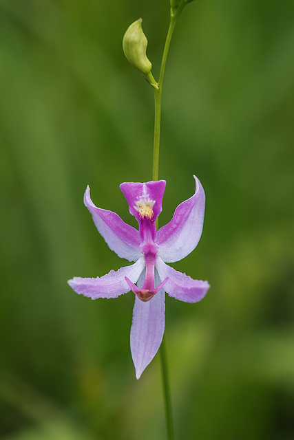 Calopogon pallidus (Pale Grass-pink orchid)