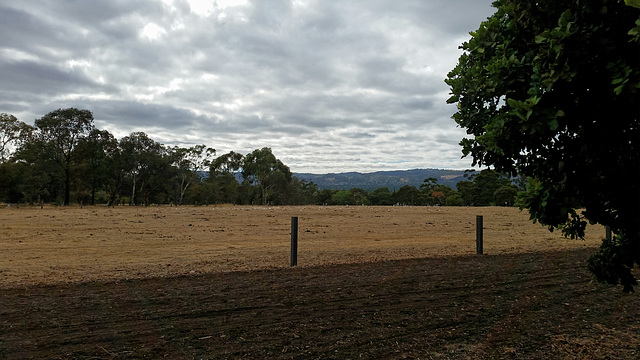 North Adelaide Parklands