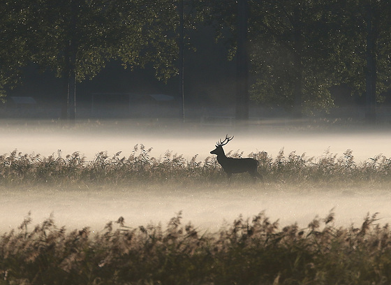 une silhouette.....