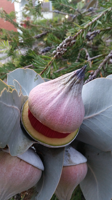 Eucalyptus bud about to open