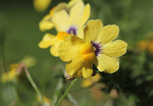 Nemesia jaune