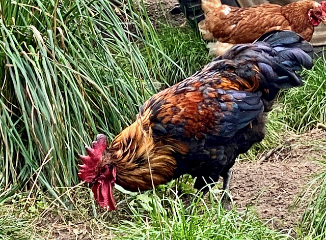 Glückliche Hühner im Freiland