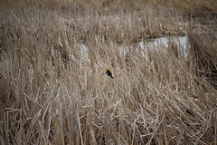 Yellow-headed Blackbird In a Marsh
