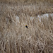 Yellow-headed Blackbird In a Marsh