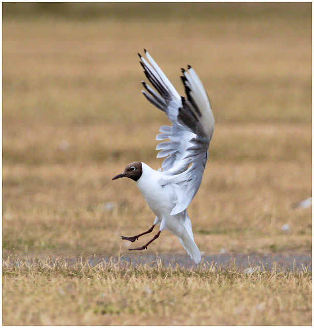 EF7A0010 Black headed Gull