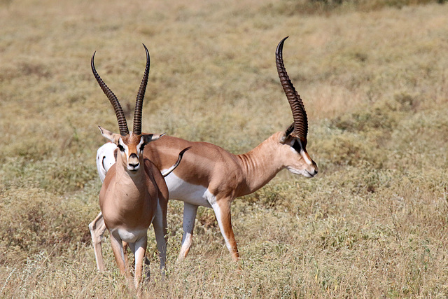 Grant's gazelle