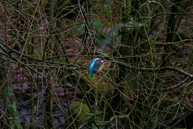 Kingfisher