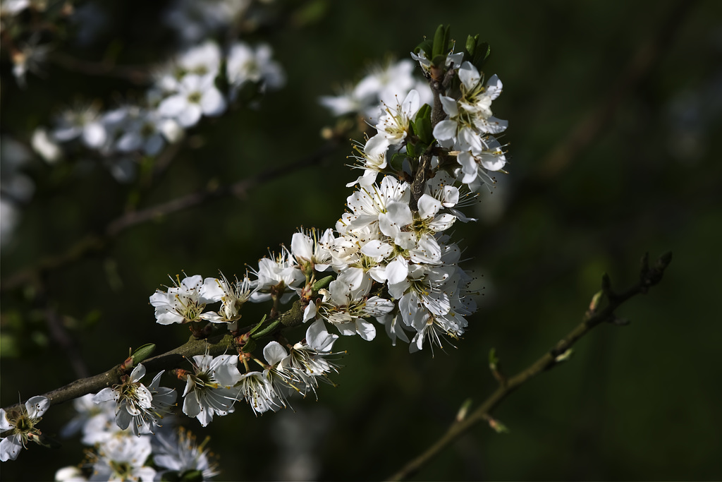 Floraison printanière.