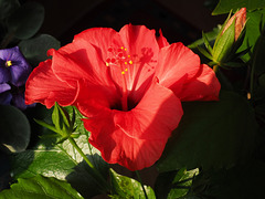 Hibiscus Red