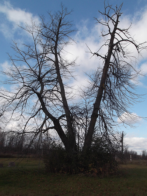 Arbre maléfique du QuÉbEc....